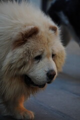 Fototapeta premium Stanco cane