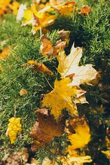 Yellow withered fallen autumn maple leaves on thuja
