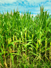 View Of Corn Crop Growing In Field. Corn plants in a cornfield against a a sunny blue sky