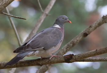 wood pigeon