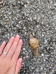 snail on the stone