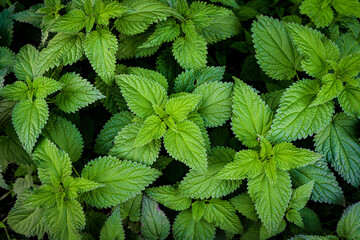 Stinging nettle leaves as background. Green texture of nettle. Top view
