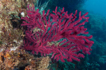 Purple Gorgonians (Paramuricea clavata) in Mediterranean Sea