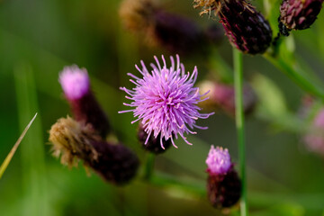 Macro photography of a flower: detail shot of a flower with background blur.
