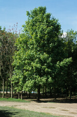 Obraz premium Erable sycomore, Acer pseudoplatanus