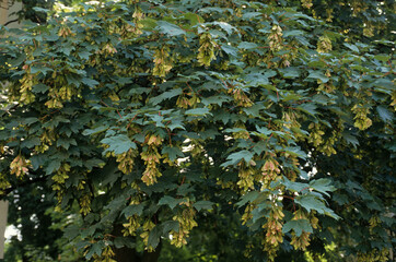 Erable sycomore, Acer pseudoplatanus