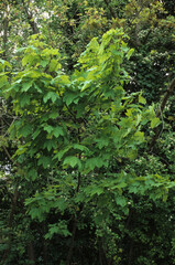 Erable sycomore, Acer pseudoplatanus