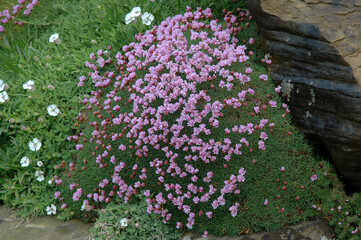 Armérie maritime, Armeria maritima