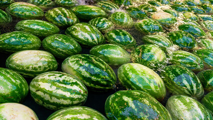 Watermelons float on the surface of water.  Concept of watermelon day