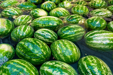 Watermelons float on the surface of water.  Concept of watermelon day