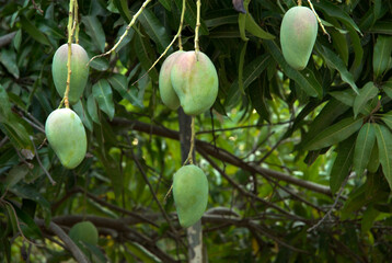 Manguier, Mangifera indica