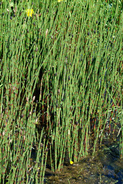 Prêle Des Marais, Equisetum Palustre