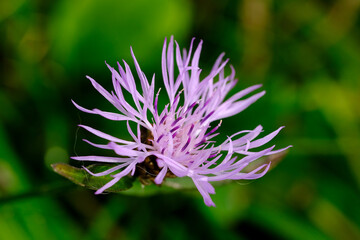 Macro photography of a flower: detail shot of a flower with background blur.

