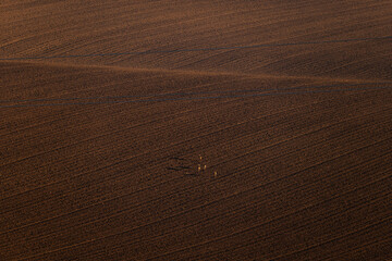 Roe deer on a vast plowed field, autumn, Czech Moravia