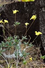 Pachypodium, Pachypodium brevicaule
