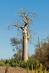 Fototapeta na wymiar Baobab, Adansonia grandidieri , Madagascar