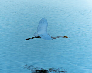 Egret in flight over the water