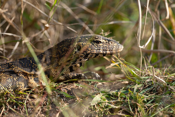 Varan du Nil, Varanus niloticus