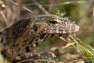 Varan du Nil, Varanus niloticus