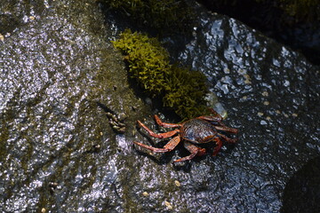 crab on the rock
