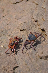 crabs face to face on a rock