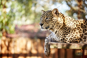 Dangerous predeter leopard sitting and laying on wooden bench or wooden litter for take some rest and looking at camera