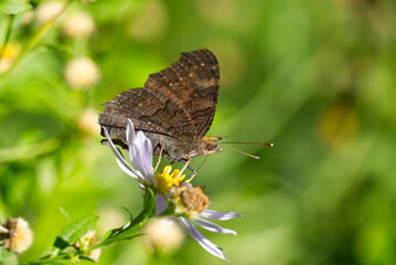 European peacock butterfly (Aglais io) sitting on Spanish Daisy in Zurich, Switzerland