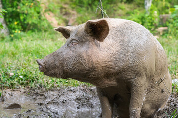 close-up of a pregnant sow or Sus scrofa domestica, sitting on a mud puddle looking to her side....