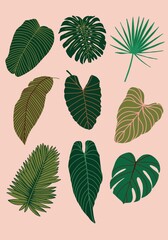 Set of Tropical Leaves decorative Illustration. Variation of Tropical plants leaves portraying monstera, fan palm, banana, fittonia, elephant leaves.
