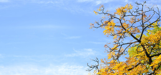 Autumn in the park, tree with colored  leaves and blue sky, negative space technique,large copy...