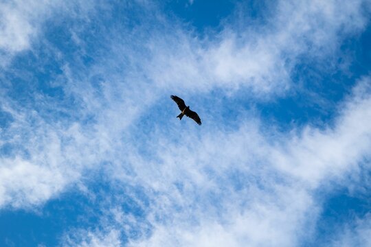 Bird flying in the bright blue sky with soft clouds