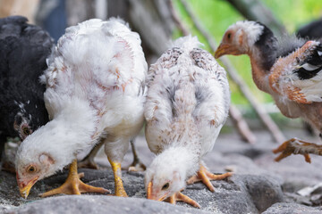 close-up of two white peasant chickens, eating purine from the ground on a Colombian peasant farm. Gallus gallus domesticus developing and growing for meat production.