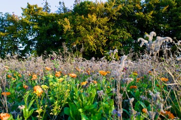 Obraz premium flowers in front of the forest