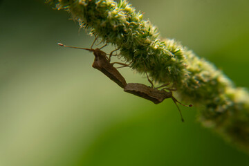 Fototapeta premium defocus of two insects mating on flower