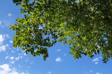 Frondaison verte et ciel bleu. Feuillage d'arbre en contre plongée.