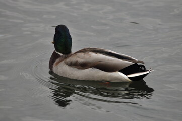 Obraz premium Duck is a representative of birds from several genera of the duck family: piebald ducks, diving ducks, savki, river ducks, steamer ducks, musk ducks and crumbs; in total, more than 110 species.