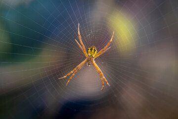 close up of spider in web, good for wallpaper background