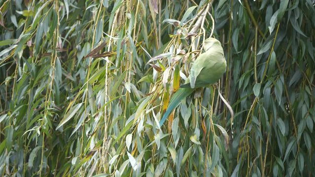 A green parakeet climbing up a tree branch.