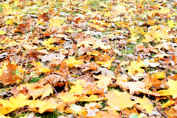 beautiful landscape of yellow maple leaves