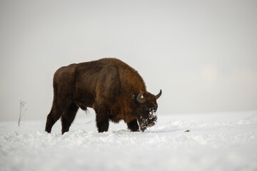 European bison - Bison bonasus in the Knyszyn Forest