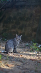 Gato gris en el callejon
