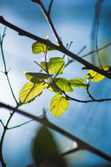 plantas, naturaleza, verde, hojas