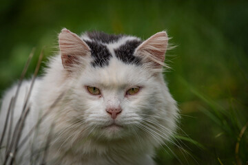 White and black male cat lying on green grass in autumn day