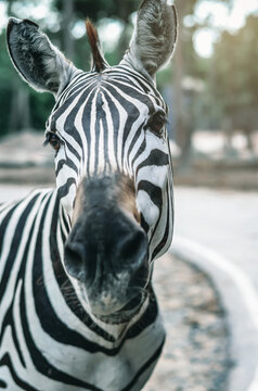 A horizontal, cropped, colour image of a zebra, Equus burchellii, facing the camera in back light against a vivid green background.