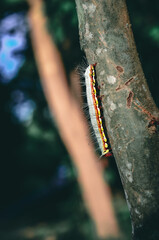 Close up worm butterfly from nature with blurry background