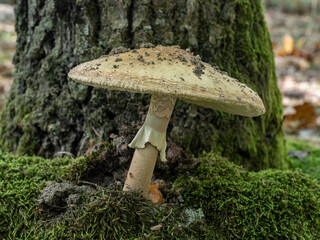 Wild mushroom in the deep forest. 