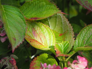 Hydrangea hortensia leaves in the autumn
