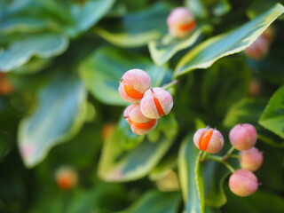 Fruits of Euonymus Fortunei Emerald and Gold - Fortune's Euonymus