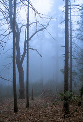 Yosemite pine forest in fog. - 537594032