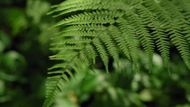 Green fern leaf close up. Natural background, plants in the forest. A carved fern leaf sways in the wind through the rays of the sun. Slow motion